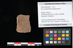 Foto (Objekt + Etikett) von Pinus praesilvestris Ettingshausen (NHMW-GEO-2024-0188-0246)